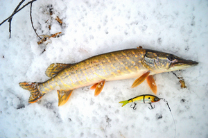 Изображение 3 : Как ловить щуку на спиннинг зимой